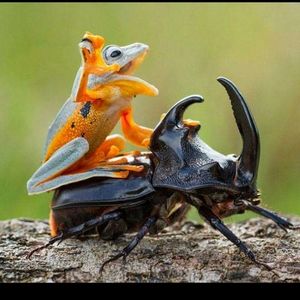 Meet your Posher, Victor